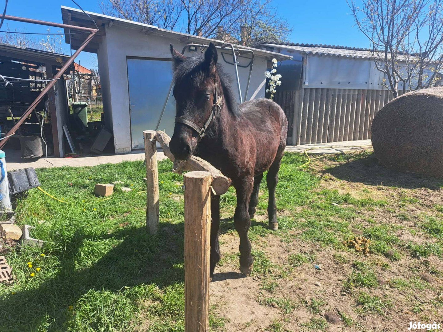 Eladó 8 hónapos csödőr csikó