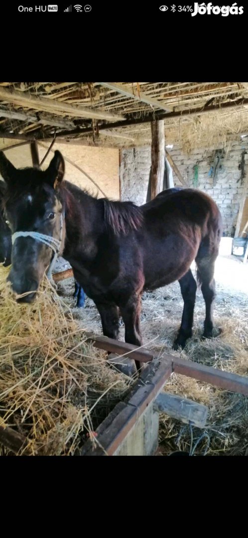 Eladó 8 honapos csődőr csikó