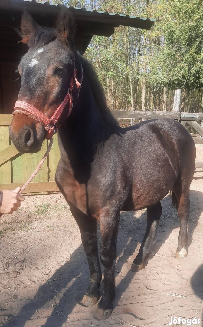 Eladó 8 hónapos sodrott csődör csikó