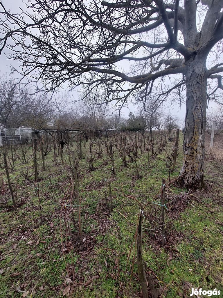 Eladó Adonyi Zártkerti szőlő