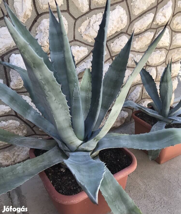 Eladó Agavé növények!