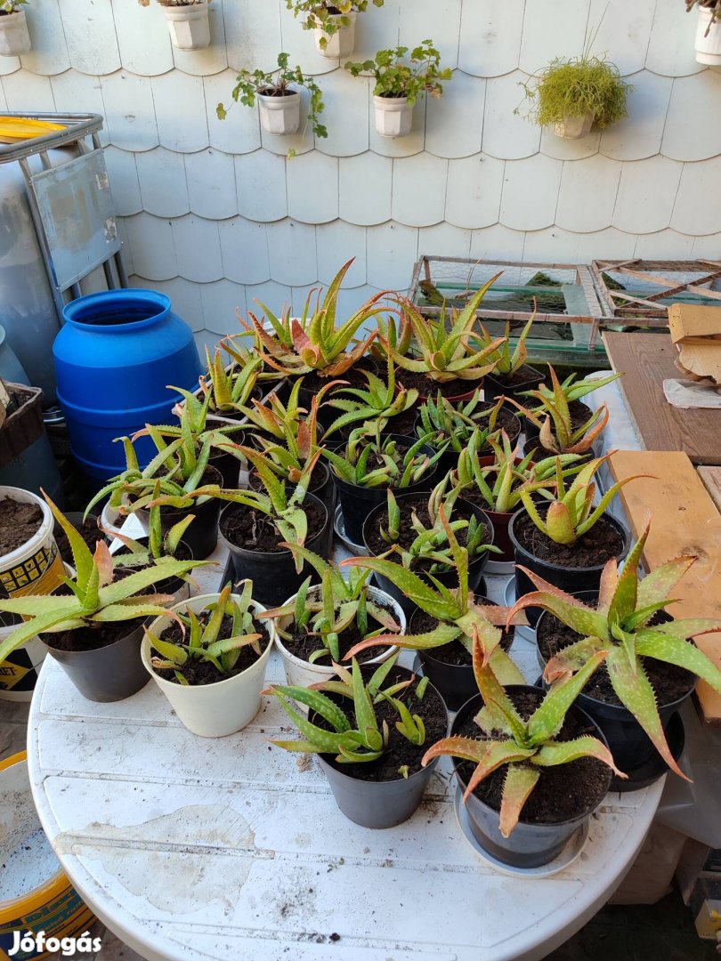 Eladó Aloe tövek