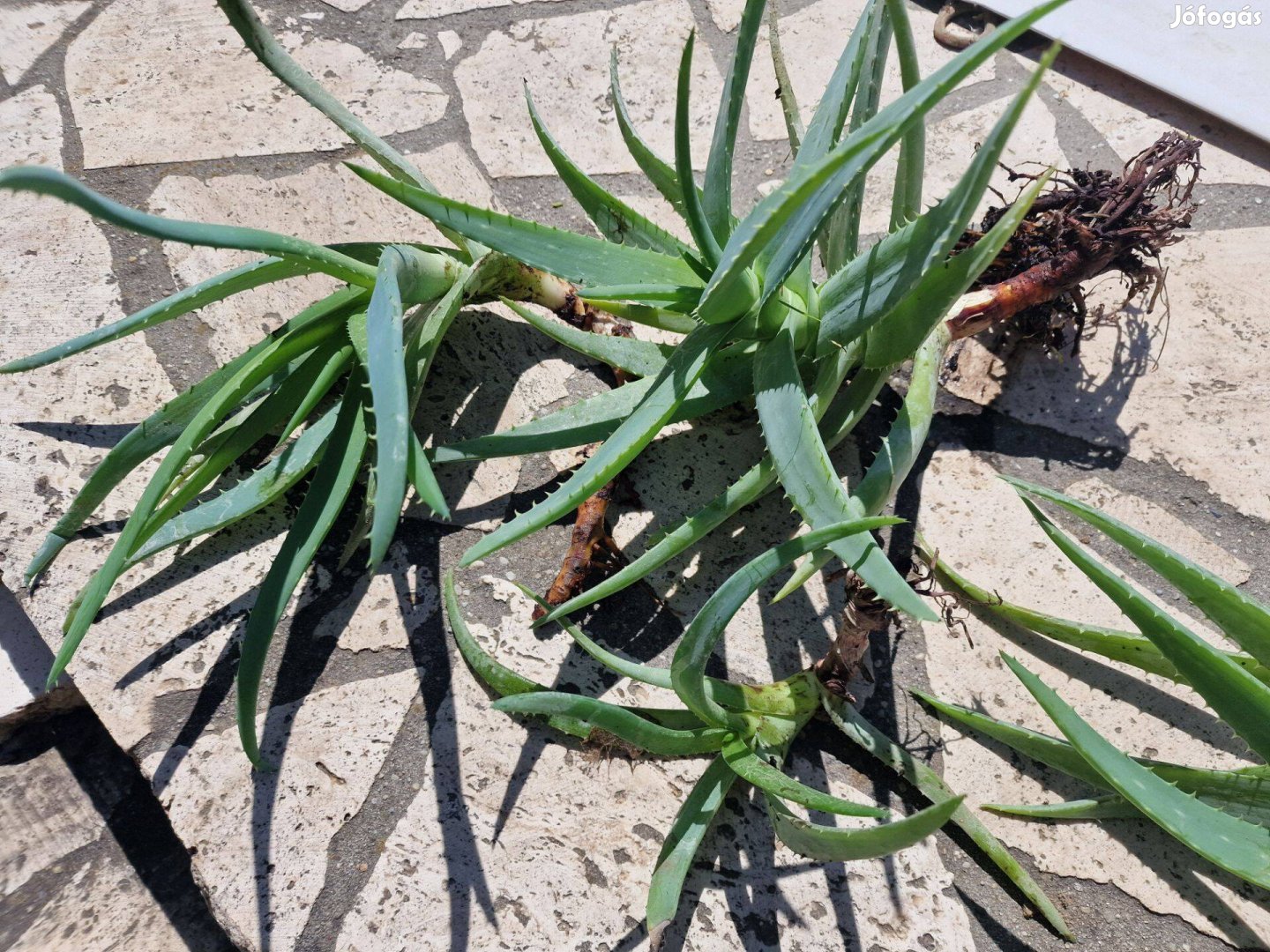 Eladó Aloe vera