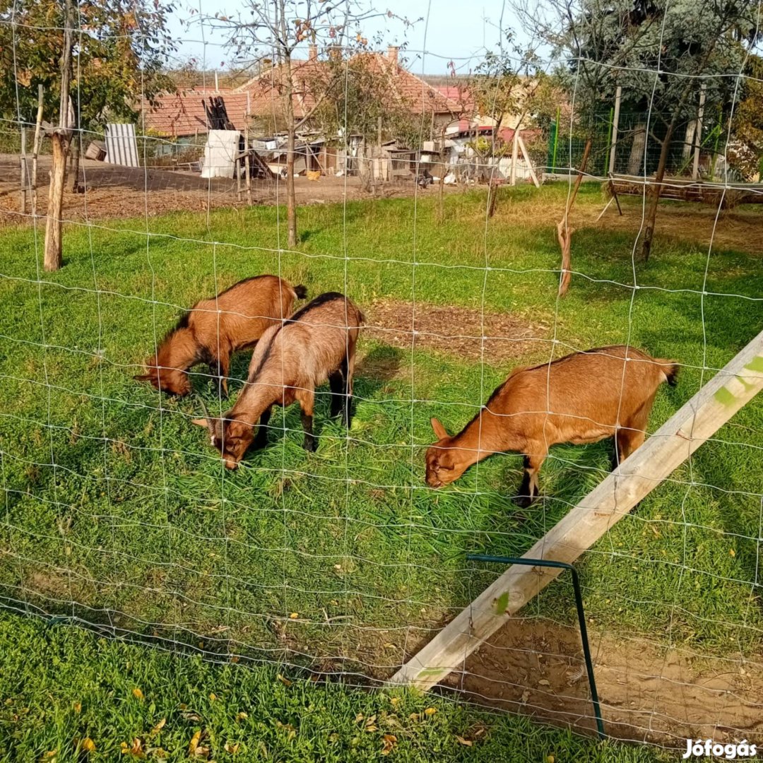 Eladó Alpesi őzbarna kecskék(egyben elvihetők)