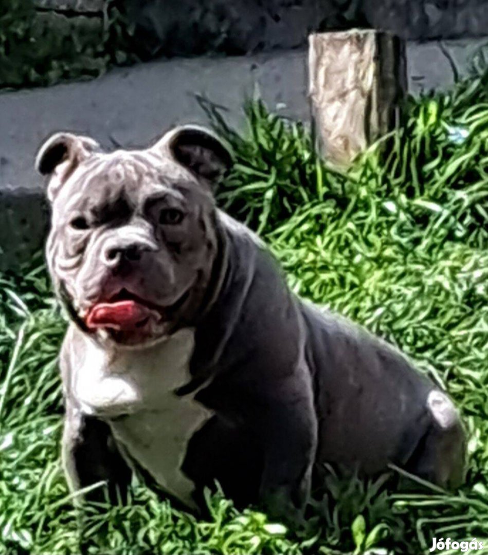 Eladó American bully