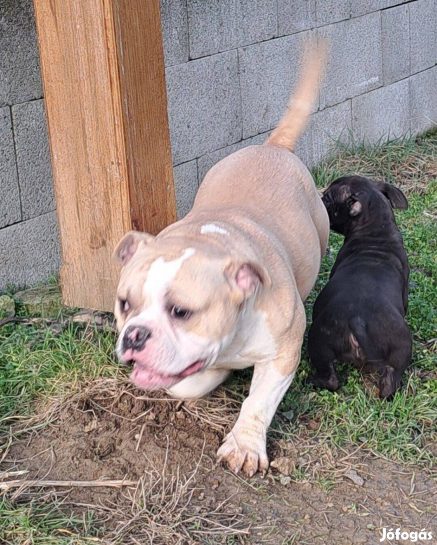Eladó American bully fajtatiszta jellegű kiskutyák