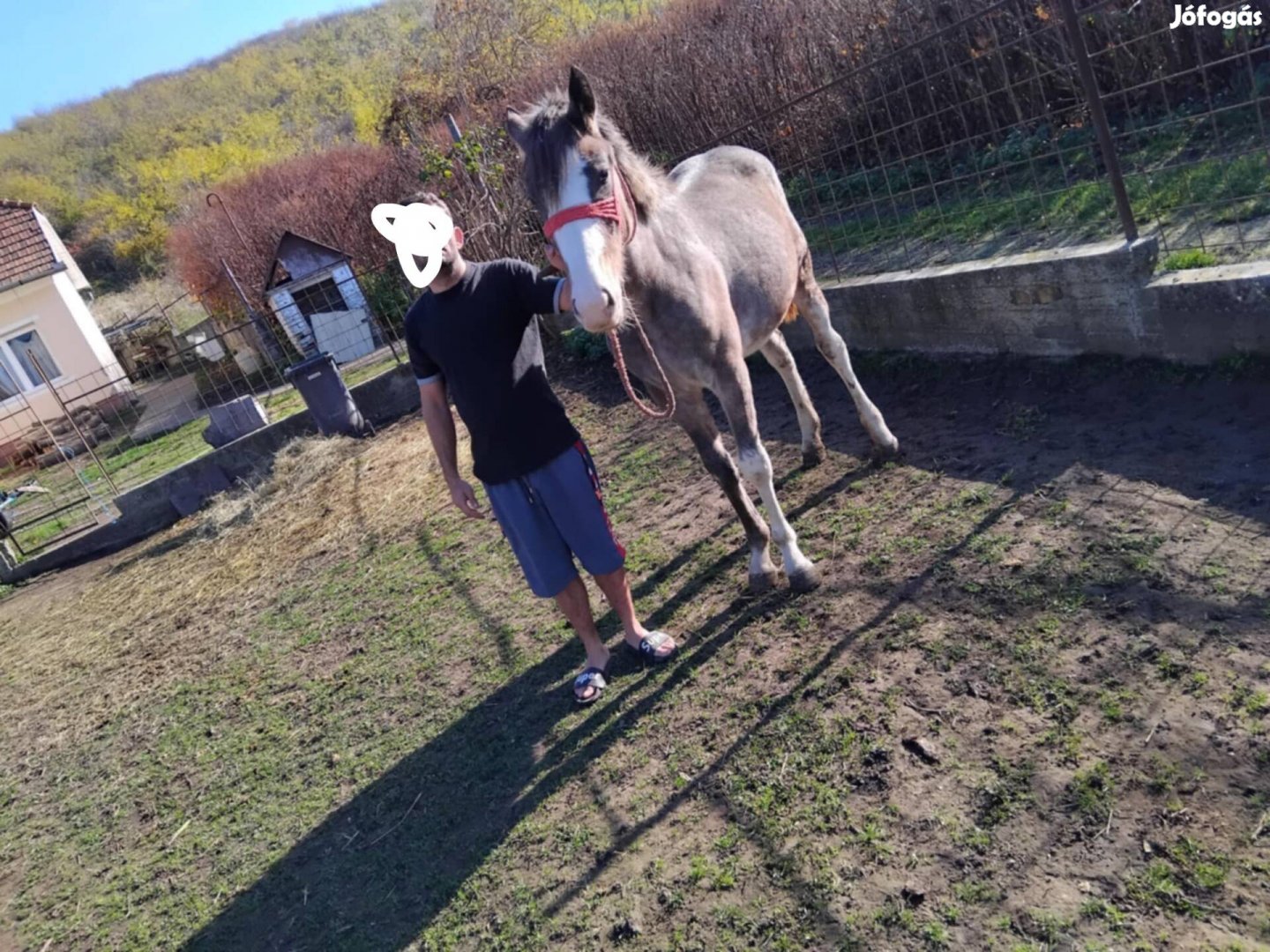 Eladó Arab félvér és Magyar keverék Ózdon