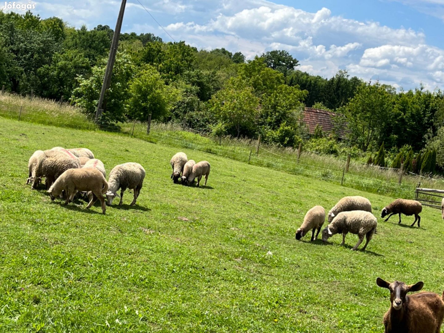 Eladó Bárányok