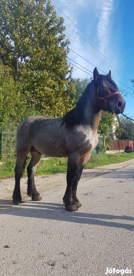 Eladó Belga hidegvérű csikó