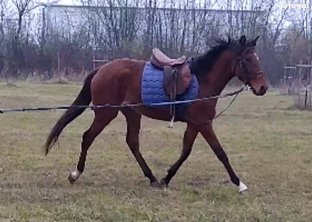 Eladó Belovagolt 3 eves herélt 