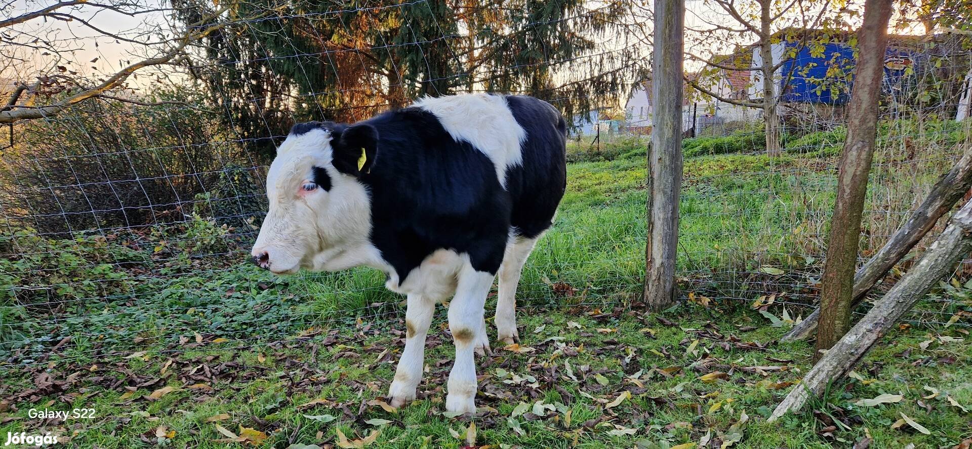 Eladó Bikaborjú limuzin apa, mt x friz anya