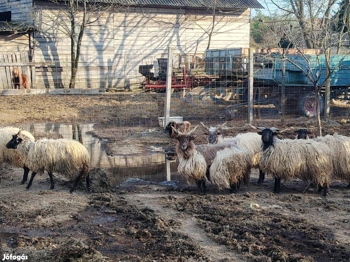 Eladó Birkák