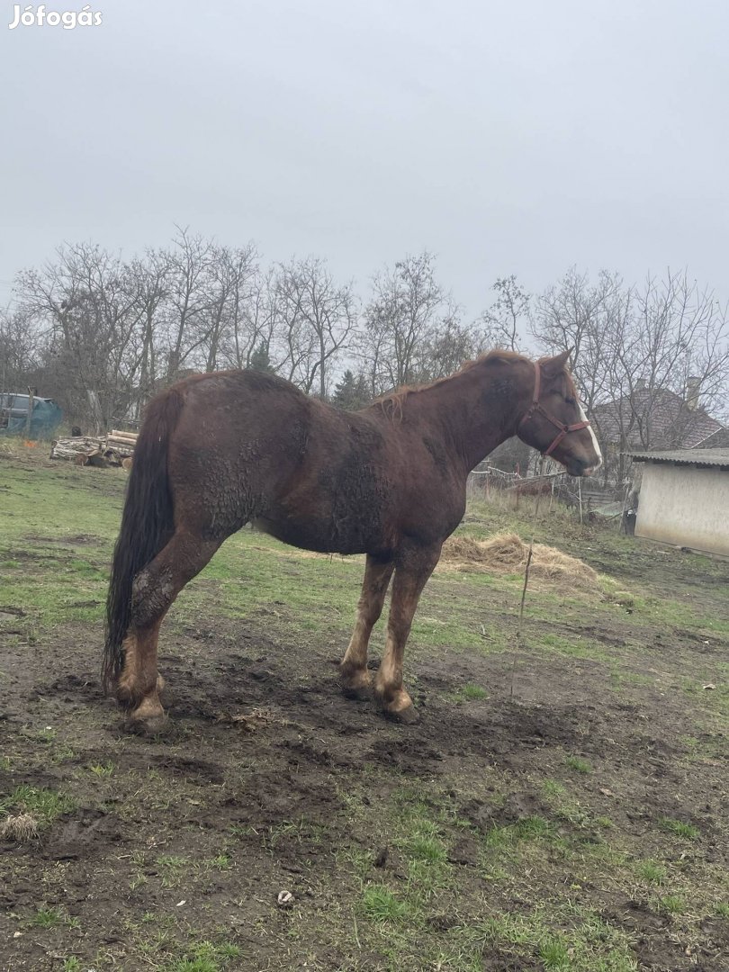 Eladó Bolygo lovam