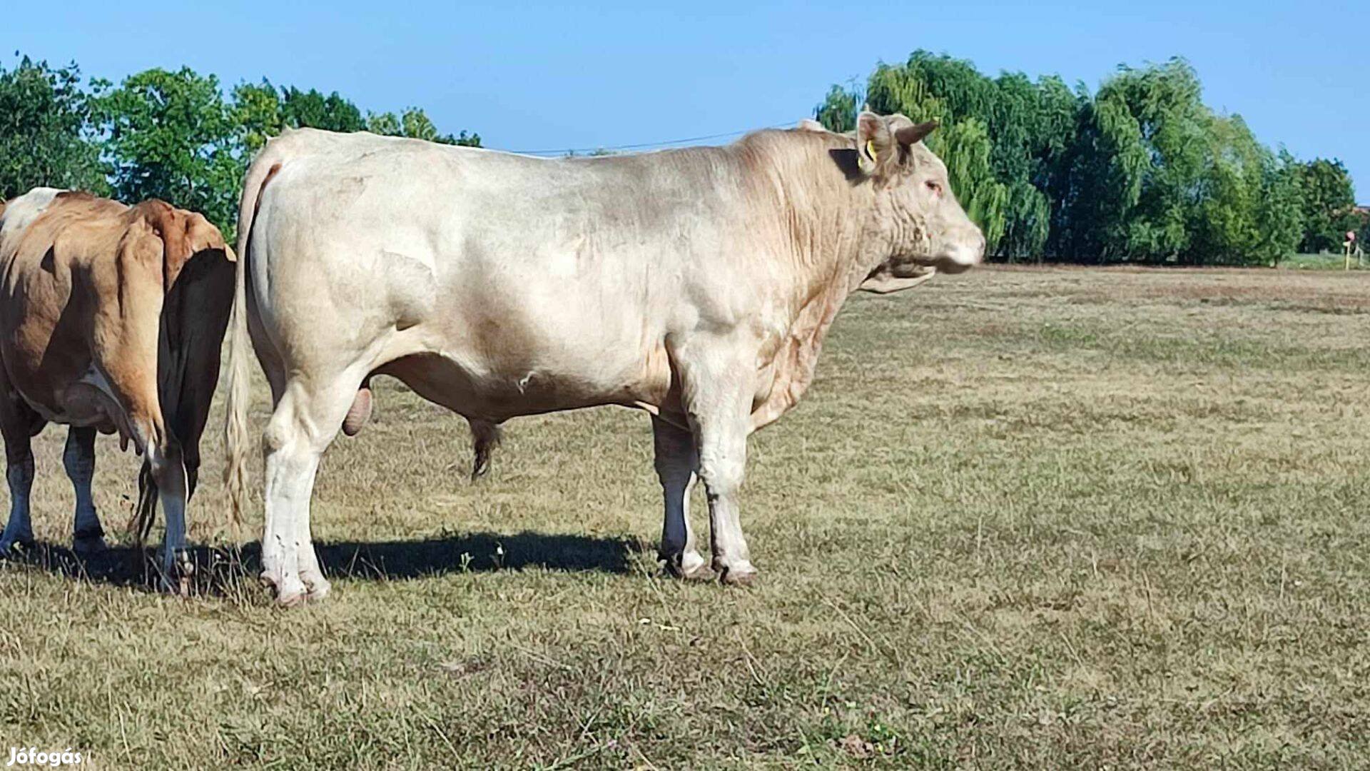 Eladó Charolais bika és üsző