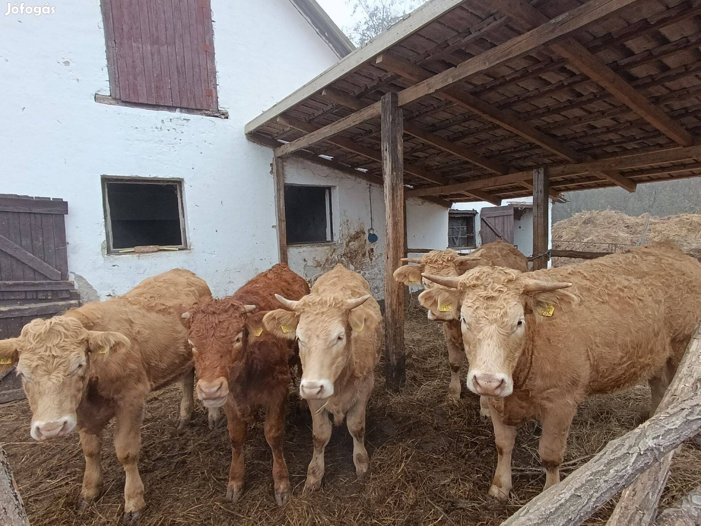 Eladó Charolais üszők