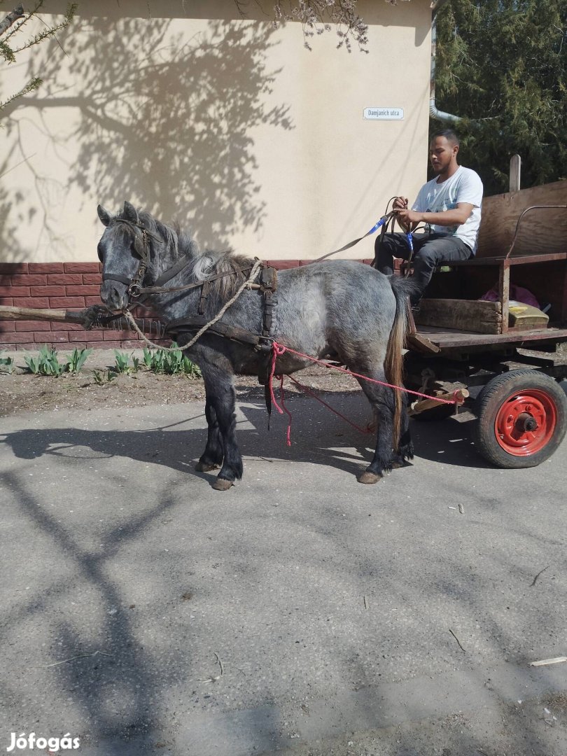 Eladó Cserélhető 3 éves Nyugodt Természetű Póni Ló