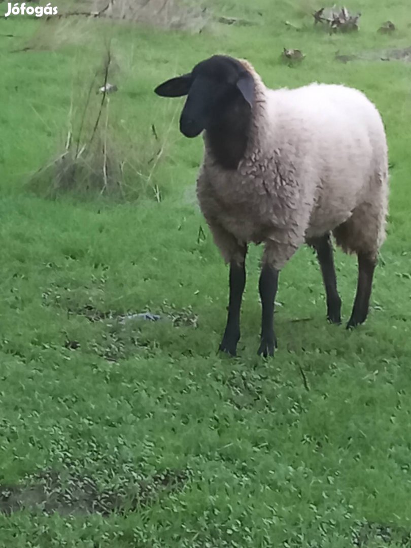 Eladó,Cserélhető  szép,hasas Suffolk jerke !!!