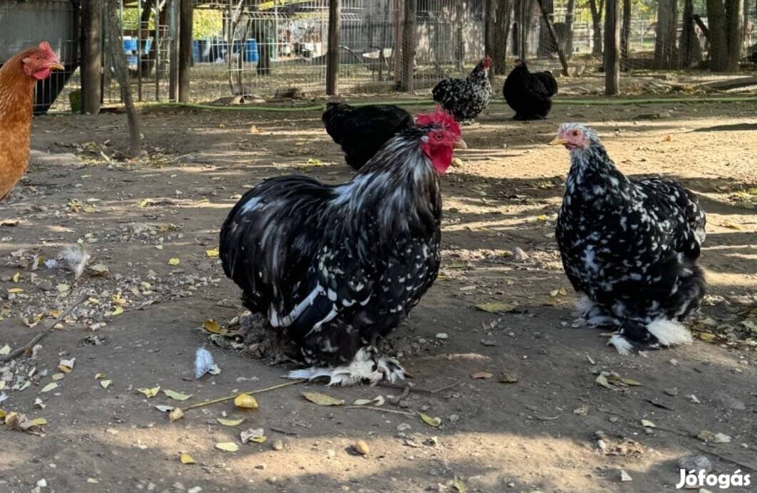 Eladó/Cserélhető babos törpe Cochin