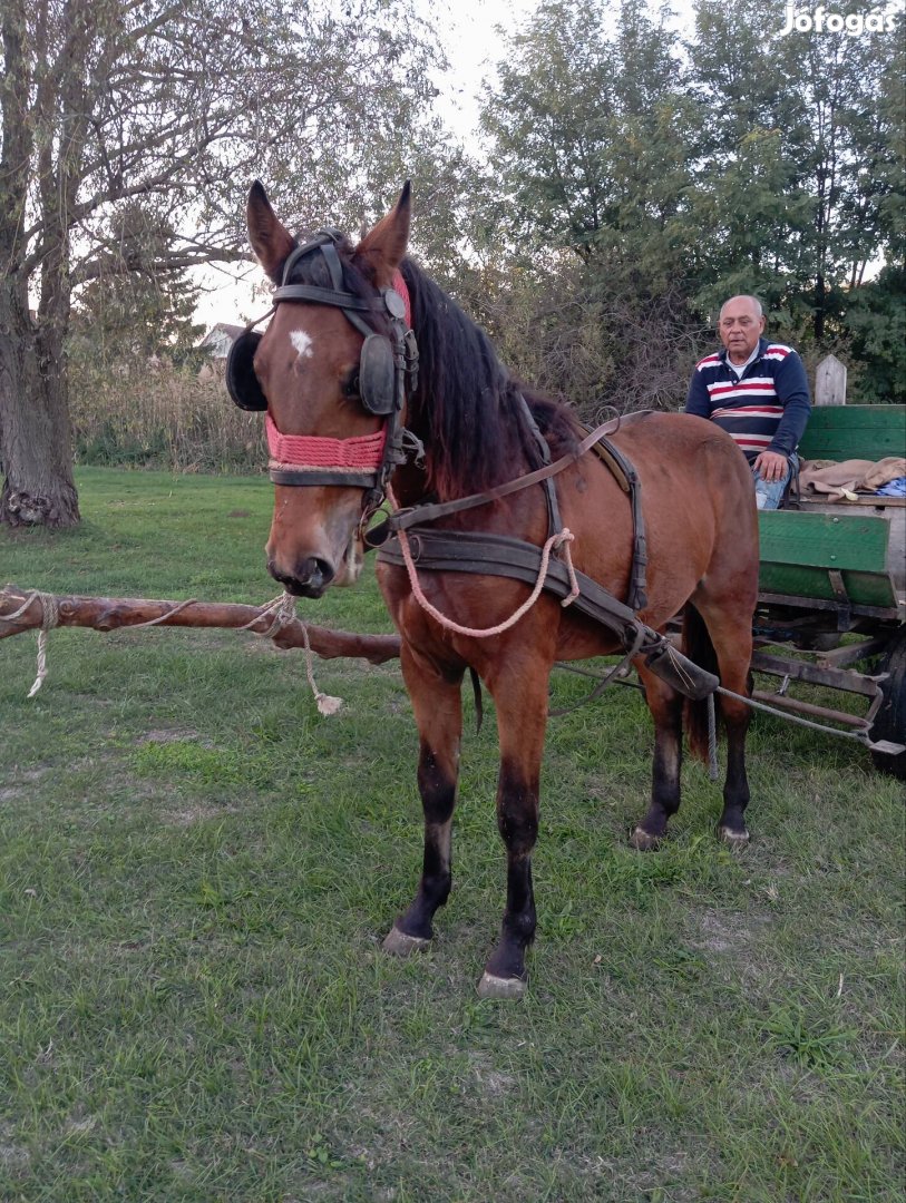 Eladó Cserélhető szelíd kanca csikó extra mozgású 