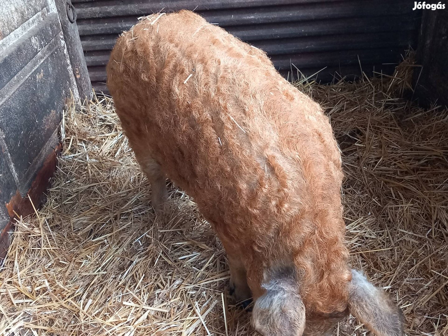 Eladó,Cserélhető szép vörös Mangalica !!!