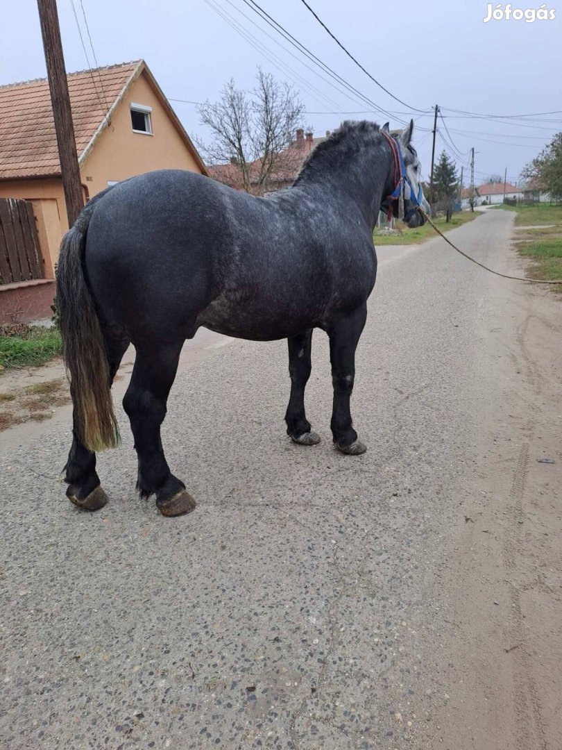 Eladó Csődör 