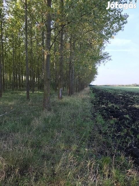 Eladó Erdő Sarkadkeresztúr Ady Endreutca12