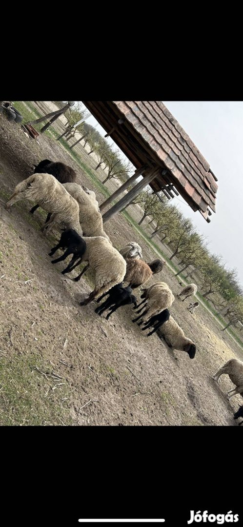 Eladó Februári bárányok