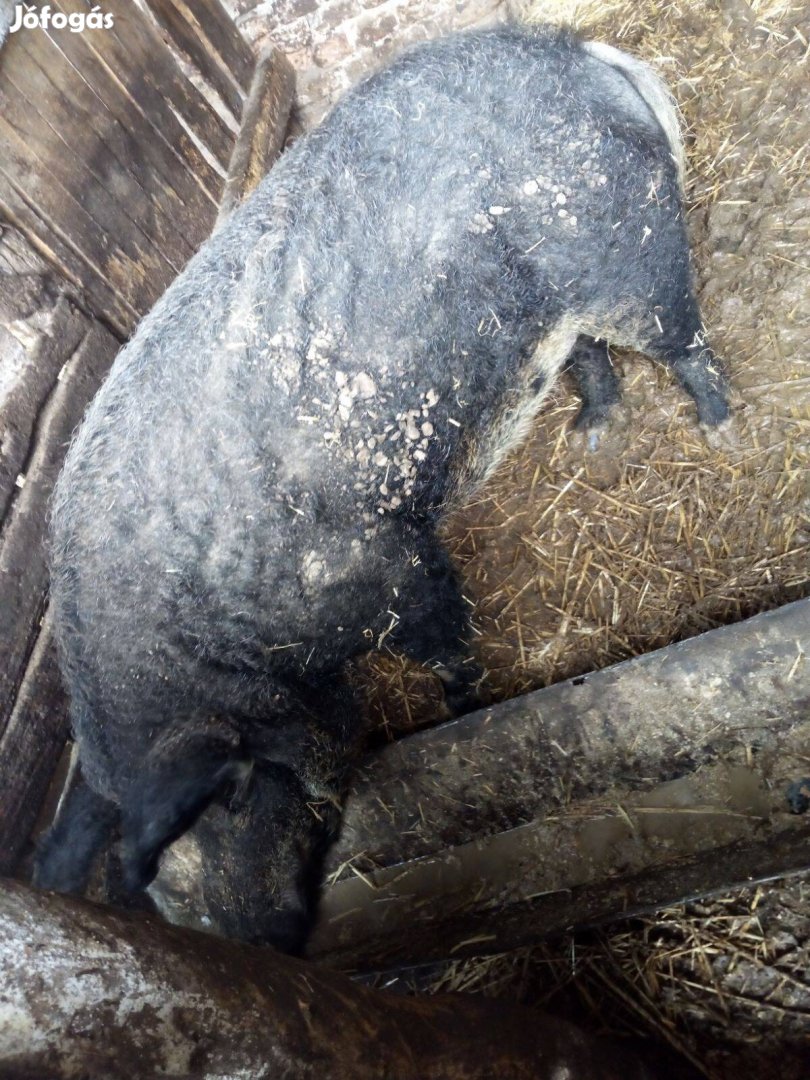 Eladó Fecskehasú mangalica kan. 3 év!!!!