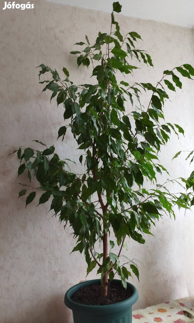 Eladó Ficus Benjamina 120 cm