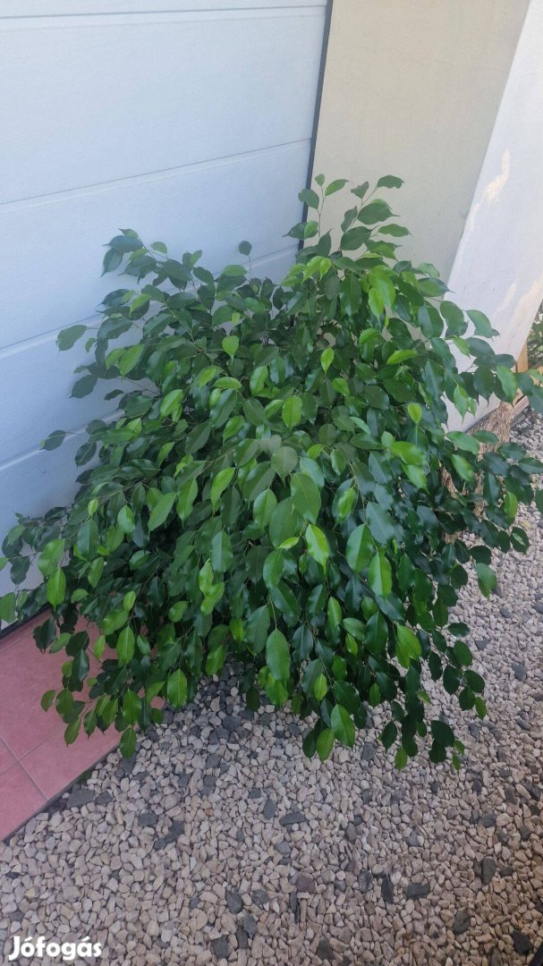 Eladó Ficus Benjamina