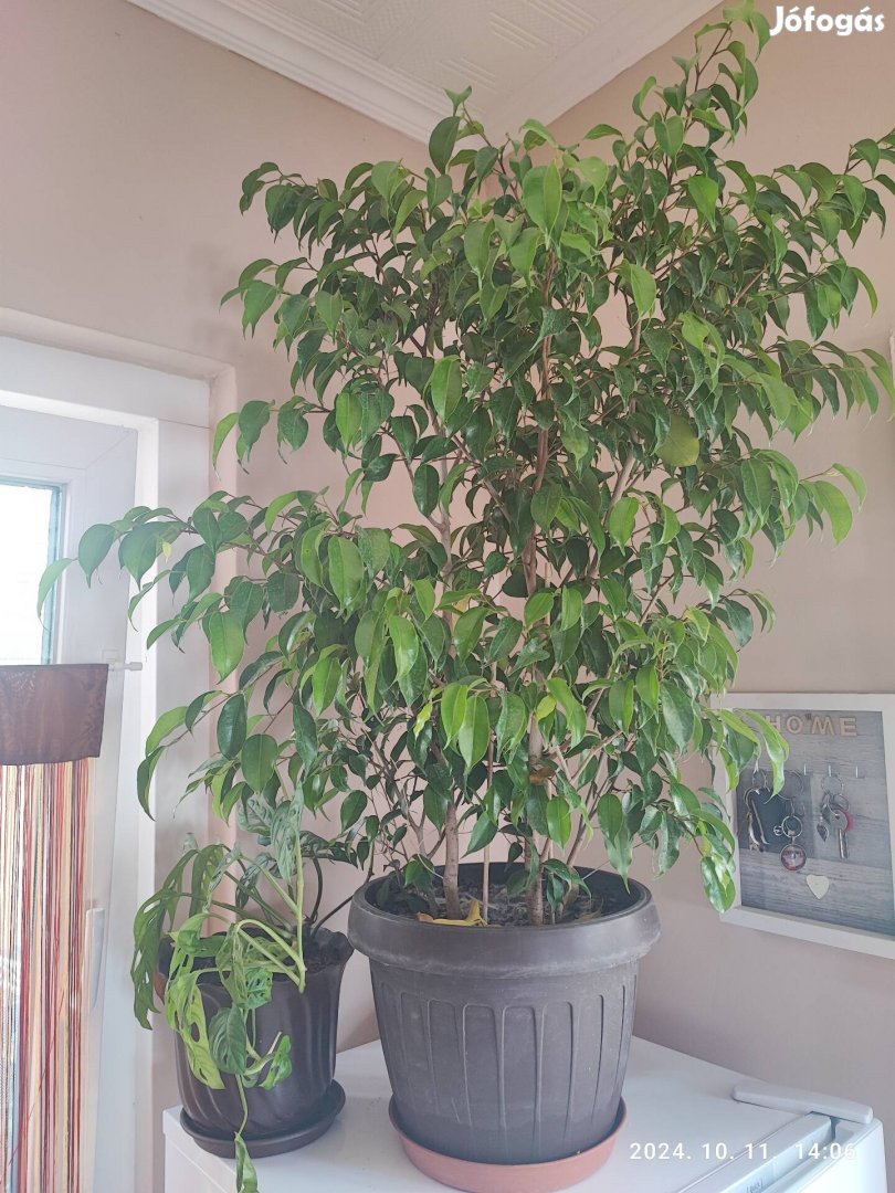 Eladó Ficus benjamin