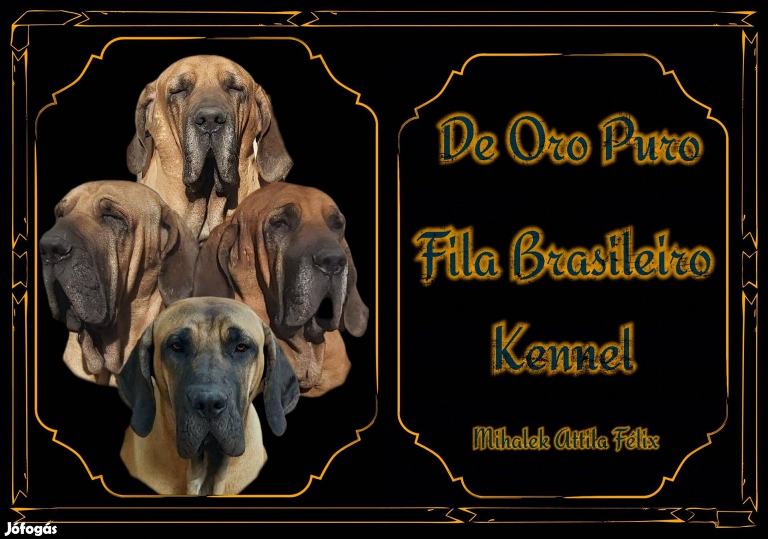 Eladó Fila Brasileiro kölykök