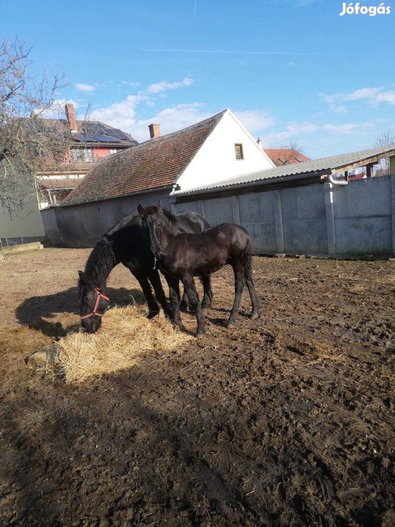 Eladó Fríz csikó. 