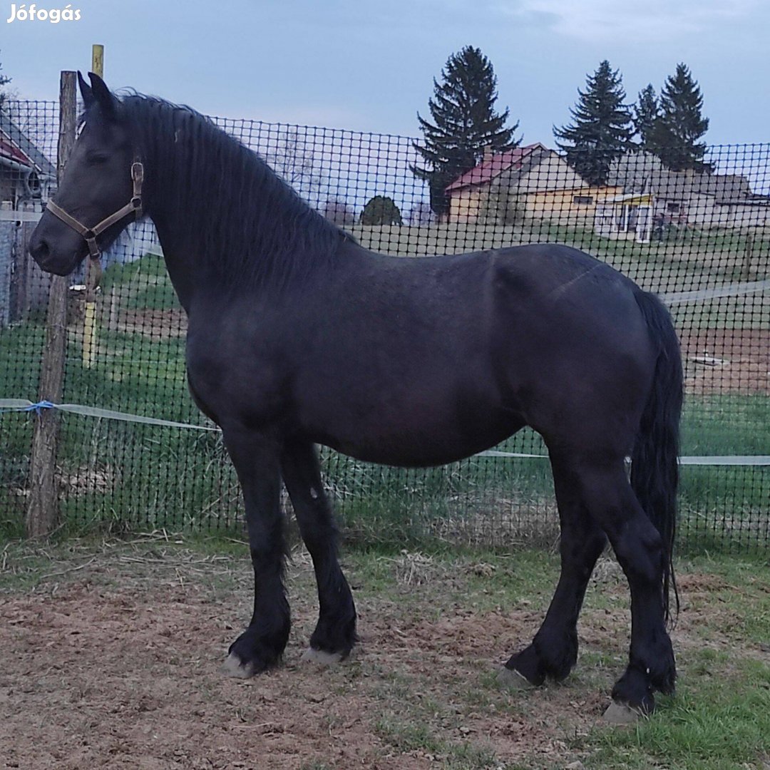 Eladó Fríz tisztavérű tenyészkanca
