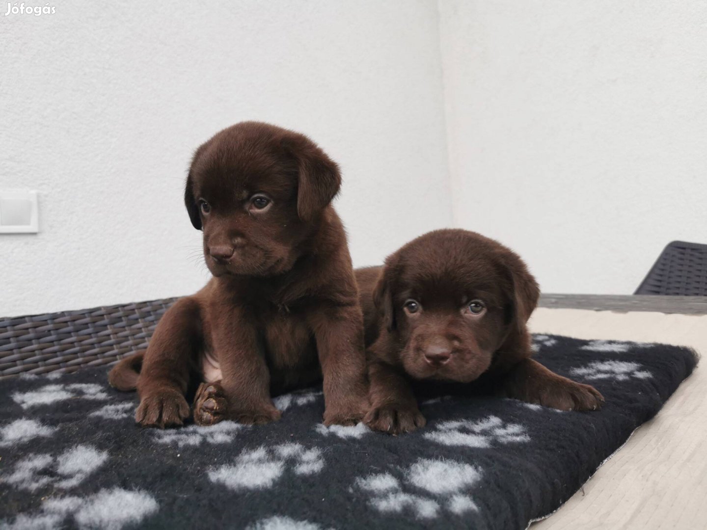 Eladó Gyönyörű Csoki Labrador Kiskutyák