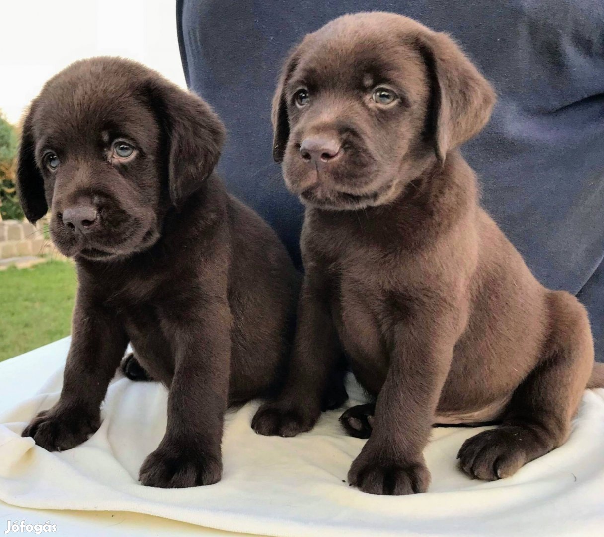 Eladó Gyönyörű Csoki Labrador Kiskutyák