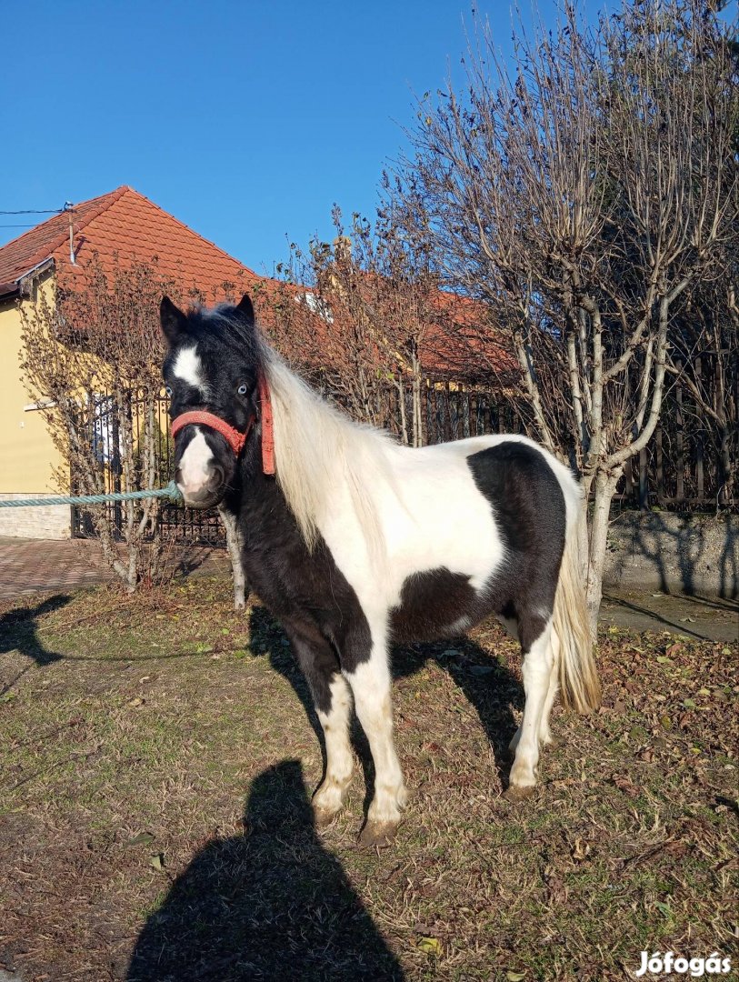 Eladó Gyönyörű Herélt Tarka Póni Ló csere is érdekel