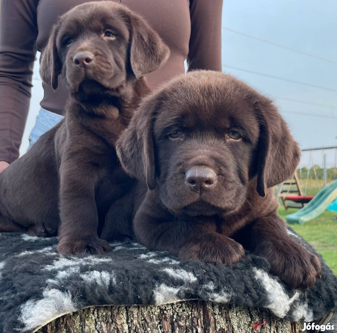 Eladó Gyönyörű Törzskönyves Csoki Labrador kiskutyák