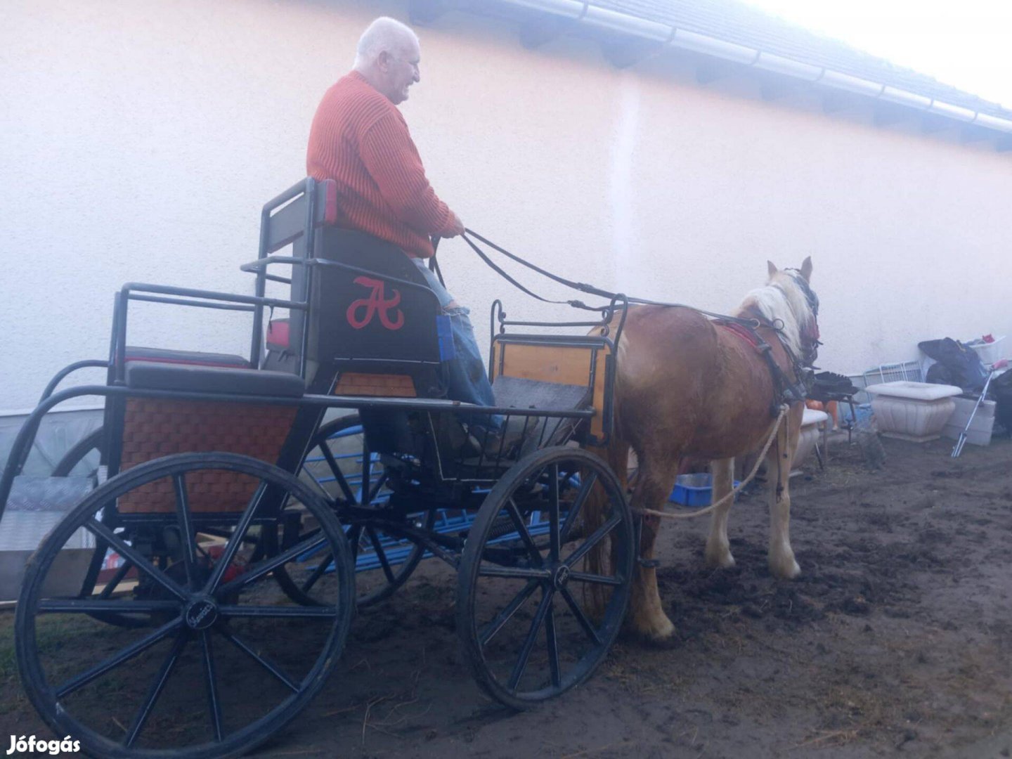 Eladó Haflingi Kanca