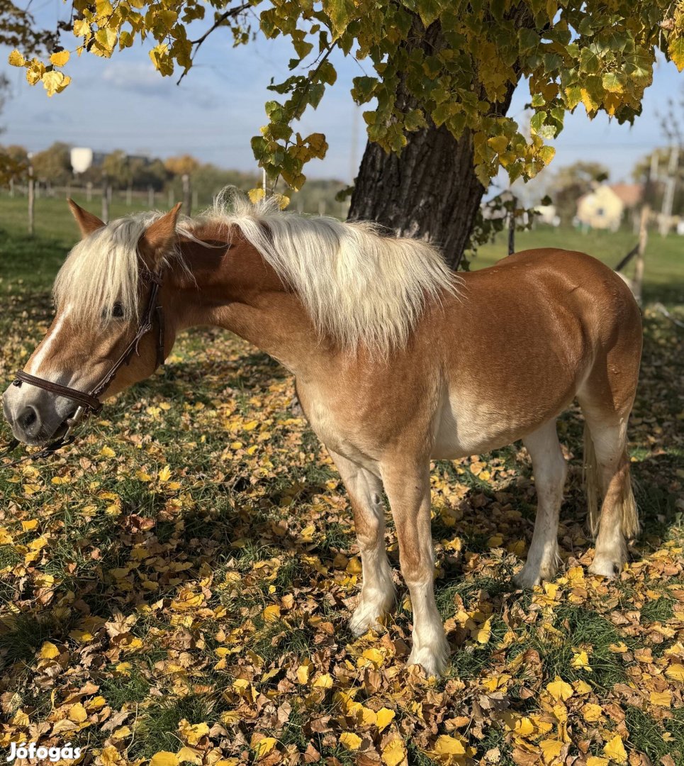 Eladó Haflingi ló 