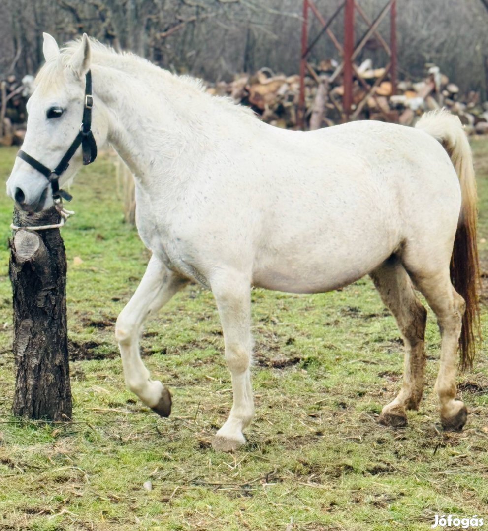 Eladó Hintó , Ló