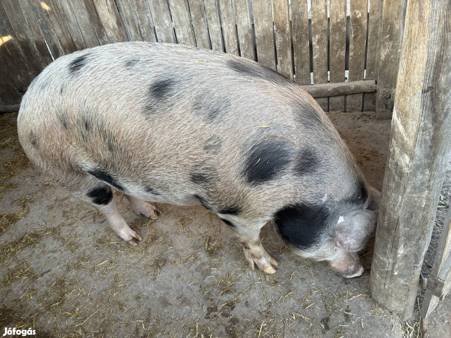 Eladó Hízó Penészleken