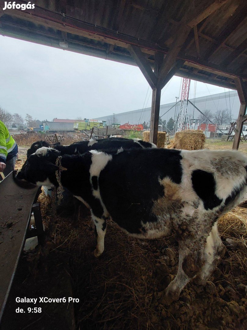Eladó Holstein Bikák!