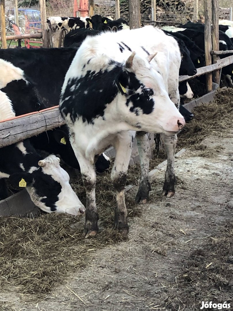 Eladó Holstein-Fríz Üsző