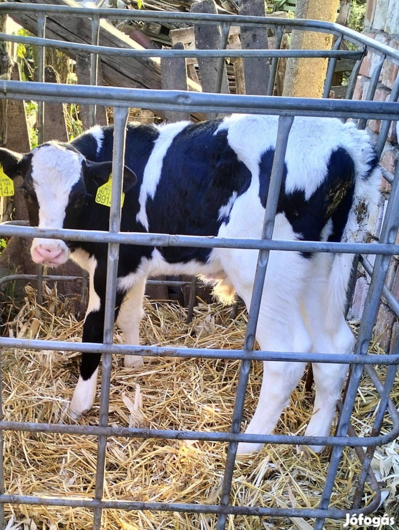 Eladó Holstein bika borjú