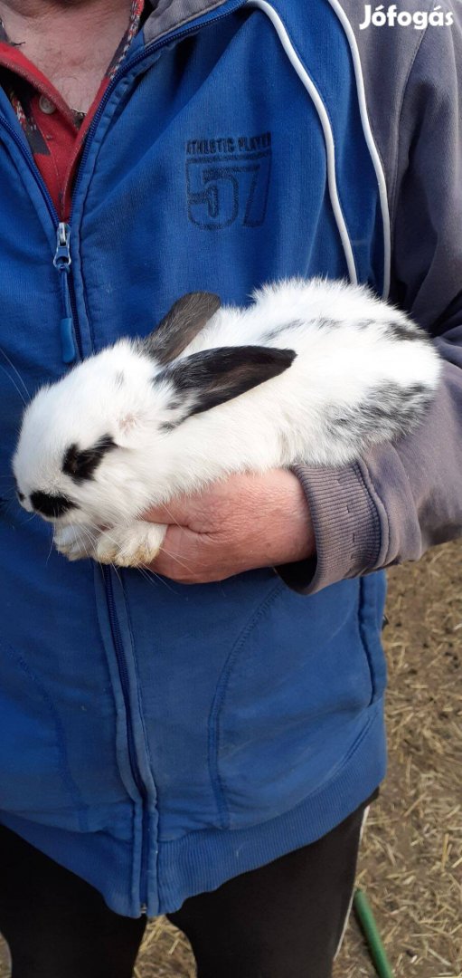 Eladó Húsvéti nyuszik, Szigetszentmiklóson
