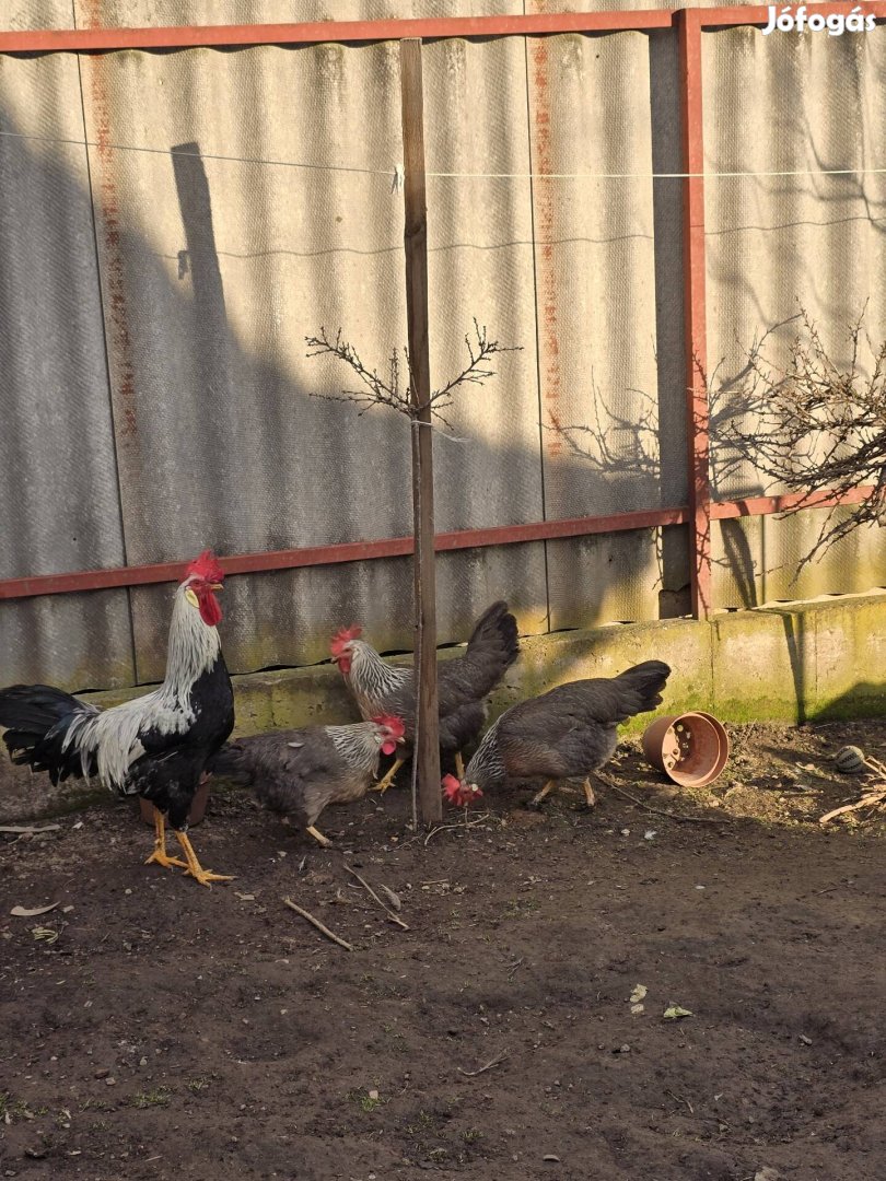 Eladó Itáliai tojás