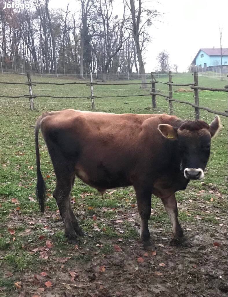 Eladó Jersey bika!