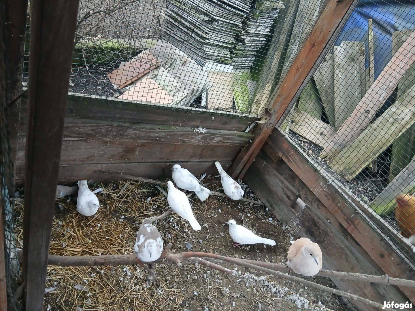 Eladó Kacagó gerlék