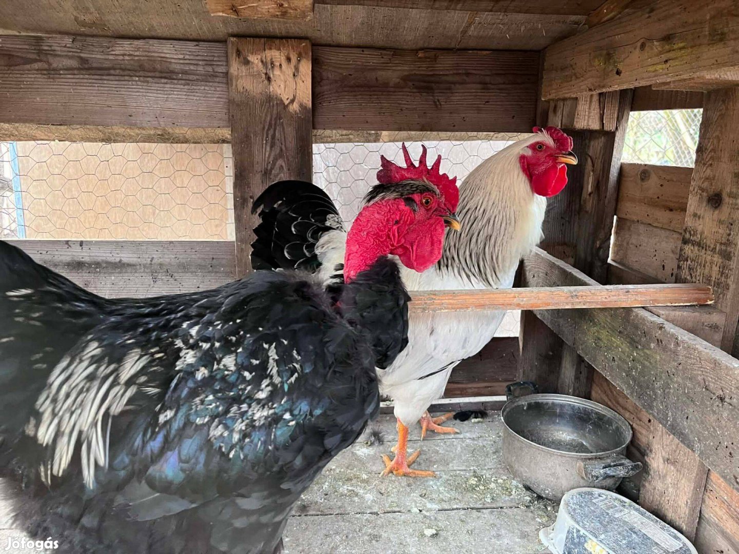 Eladó Kakasok